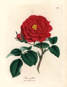 Rosa officinale cremisi, Rosa gallica, da un