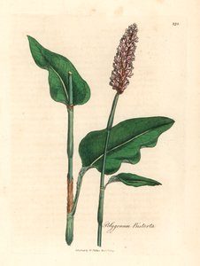 Bistorta maggiore, Polygonum bistorta, da un