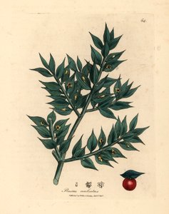 Pungitopo a fiore verde, Ruscus aculeatus, da un