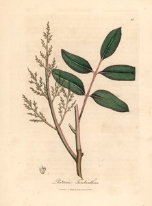 Foglie e fiori del pistacchio di Cipro, Pistacia terebinthus, da un