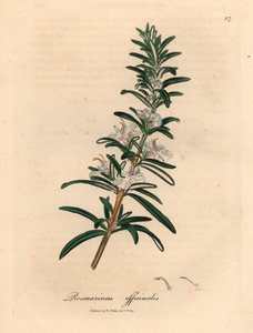 Rosmarino a fiori azzurri, Rosmarinus officinalis, da un