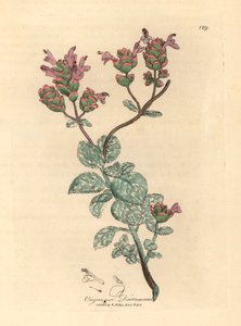 Dittamo di Creta a fiori lilla, Origanum dictamnus, da un
