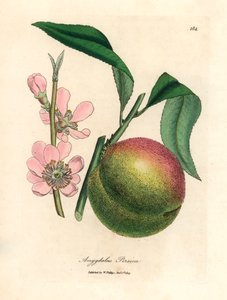 Pesco con frutto maturo e fiore rosa, Amygdalus persica, da un