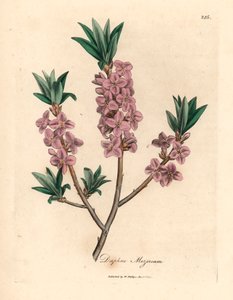 Mezereon a fiori rosa, Daphne mezereum, da un