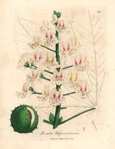 Fiori rosa e frutti dell