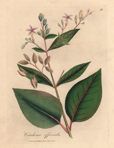 Corteccia di china peruviana a fiore rosa, Cinchona officinalis, da un