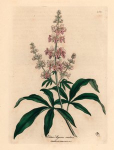 Albero casto a fiori rosa, Vitex agnus castus, da un