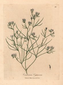 Cumino a fiore rosa, Cuminum cyminum, da un
