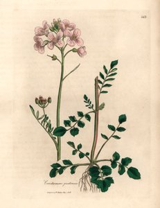 Cardamine pratensis a fiore rosa, da un