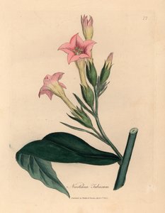 Pianta di tabacco a fiori rosa, Nicotiana tabacum, da un