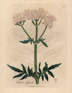 Valeriana a fiori rosa, Valeriana officinalis, da un