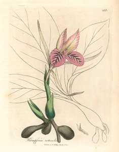 Zedoaria a fiori rosa, Kaempferia rotunda, da un