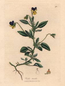 Viola del pensiero viola e gialla, Viola tricolor, da un