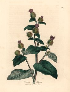 Bardana a fiori viola, Arctium lappa, da un
