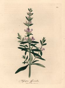 Issopo a fiori viola, Hyssopus officinalis, da un