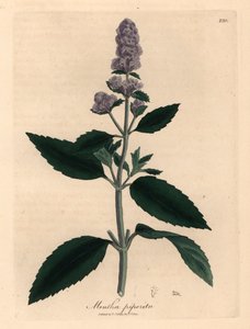 Menta piperita a fiori viola, Mentha piperita, da un