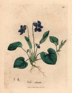 Viola odorata a fiori viola, Viola odorata, da un
