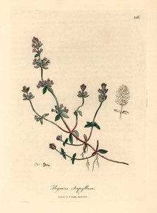 Timo selvatico a fiore viola, Thymus serpyllum, da un
