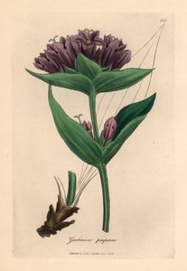 Genziana viola, Gentiana purpurea, da un