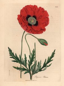 Papavero rosso o di campo, Papaver rhoeas, da un