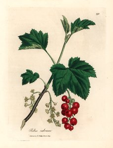 Albero di ribes rosso, Ribes rubrum, da un