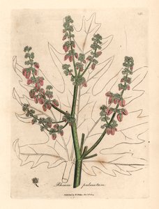 Fiori e steli di rabarbaro, contorno foglia, Rheum palmatum, da un