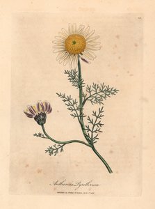 Camomilla spagnola a fiore bianco e giallo, Anthemis pyrethrum, da un