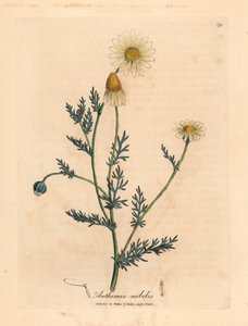 Camomilla a fiori bianchi e gialli, Anthemis nobilis, da un