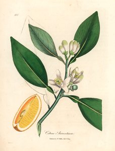Fiori bianchi e frutti maturi dell