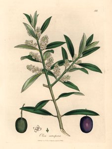 Olivo europeo a fiori bianchi con frutti, Olea europaea, da un