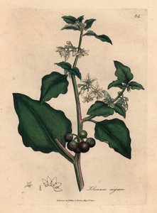 Morella comune a fiore bianco e bacca nera, Solanum nigrum, da un