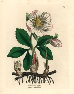 Elleboro nero o rosa di Natale a fiori bianchi, Helleborus niger, da un