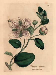 Cappero a fiori bianchi, Capparis spinosa, da un