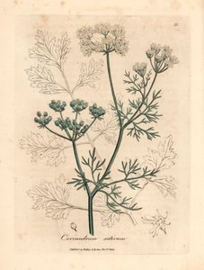 Coriandolo a fiore bianco, Coriandrum sativum, da un