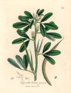 Fieno greco a fiori bianchi con baccello, Trigonella foenum graecum, da un