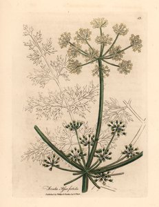 Finocchio gigante a fiori bianchi, Ferula assafoetida, da un
