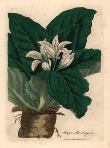 Mandragora a fiori bianchi, Atropa mandragora, da un