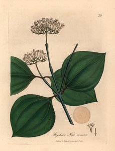 Noce velenosa a fiori bianchi, Strychnos nux vomica, da un
