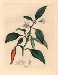 Peperone guineano scarlatto a fiore bianco, Capsicum annuum, da un