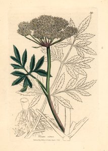 Cicuta acquatica dai fiori bianchi, Cicuta virosa, da un