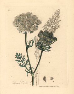 Carota selvatica a fiore bianco, Daucus carota, da un
