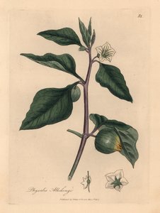 Alchechengi a fiori bianchi, Physalis alkekengi, da un