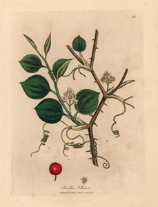 Fiori bianchi, viticci e bacche rosse di smilax cinese, da un