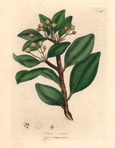 Albero della corteccia d