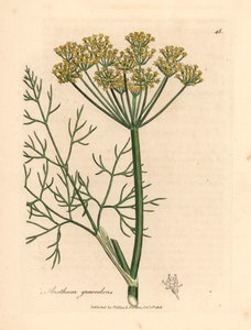 Aneto a fiore giallo, Anethum graveolens, da un