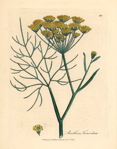 Finocchio a fiori gialli, Anethum foeniculum, da un