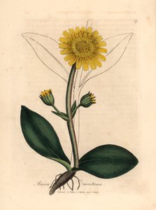 Arnica montana dai fiori gialli, Arnica montana, da un