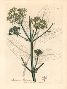Opopanax a fiori gialli o pastinaca ruvida, Pastinaca opopanax, da un