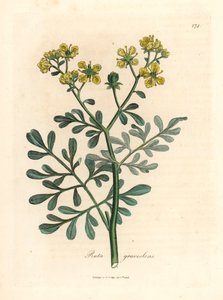 Ruta a fiori gialli, Ruta graveolens, da un