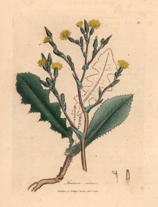 Lattuga selvatica a fiori gialli, Lactuca virosa, da un